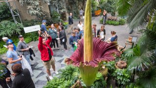 Visitors look at a blooming Corpse Flower (Titan Arum) that grew to 99.5 inches (252.7 cm) at the US Botanical Garden on August 29, 2017, in Washington, DC.
The giant flower is known for its rotting meat odor and short life of 24-48 hours before it collapses. / AFP PHOTO / PAUL J. RICHARDS        (Photo credit should read PAUL J. RICHARDS/AFP via Getty Images)