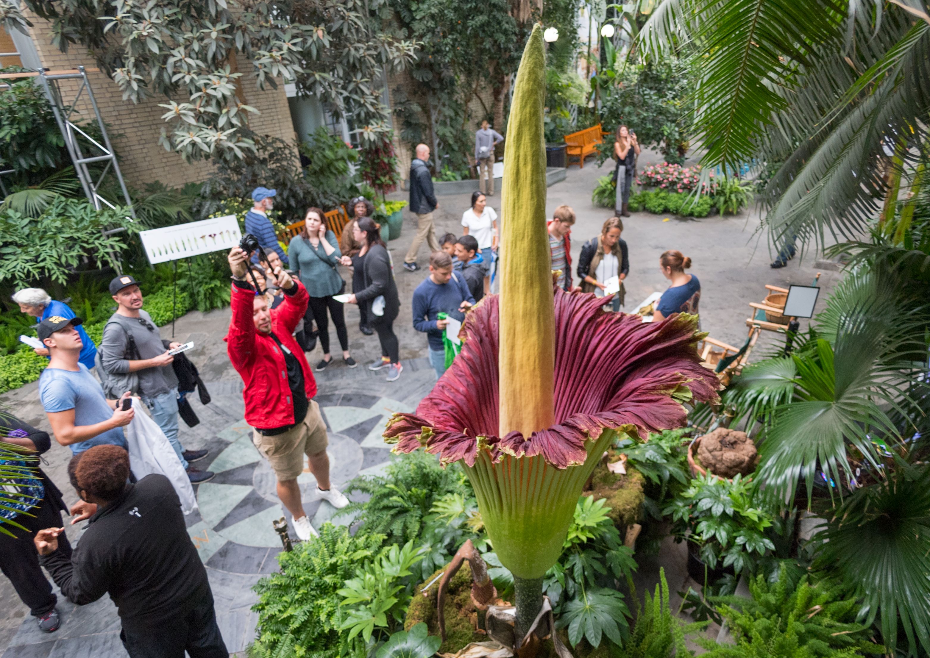 2 corpse flowers are set to bloom at the US Botanic Garden