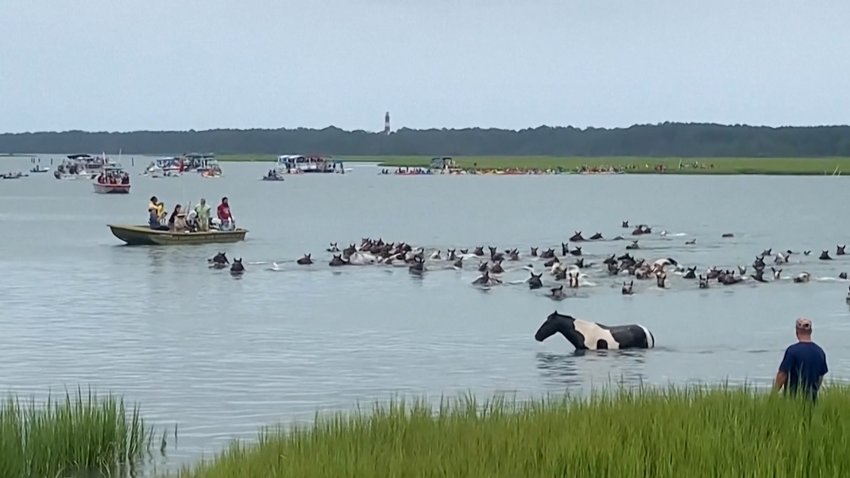 PONIES CROSSING A RIVER