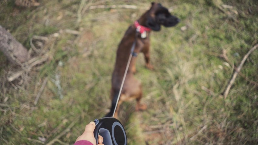 Dog owner holding dog leash