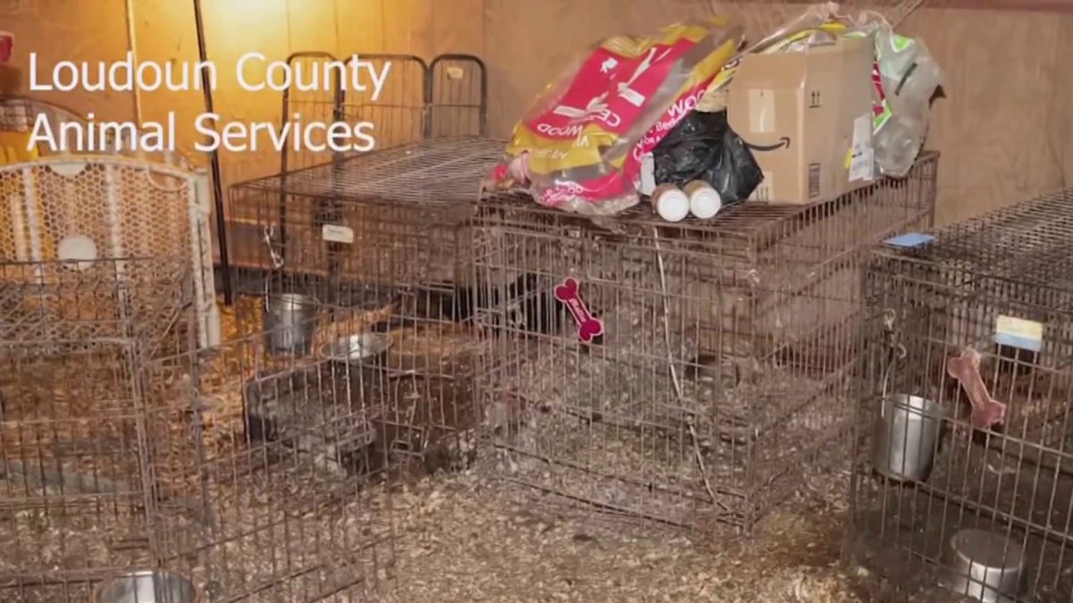 5 dogs found dead on Virginia property; dozens of animals removed from unsafe conditions – NBC4 Washington