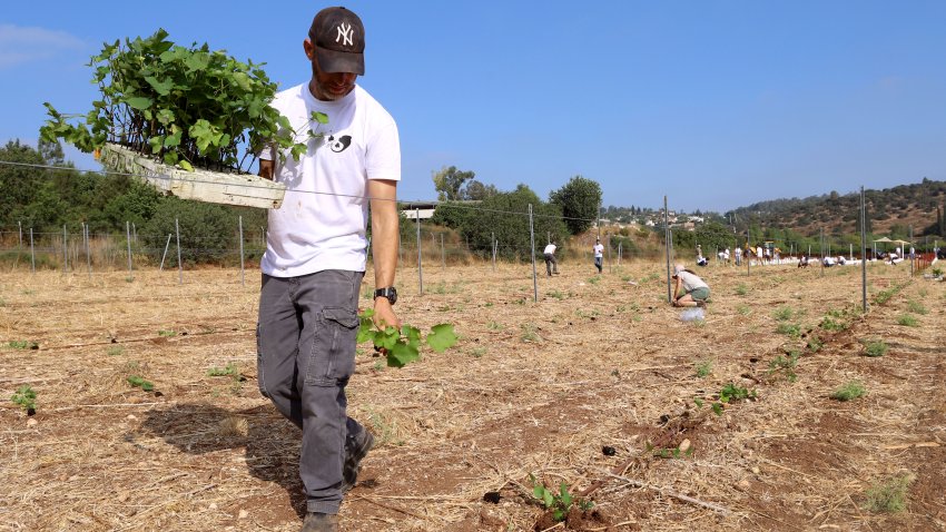 GIVAT YESHAYAHU, ISRAEL - JUNE 19: Israeli winemaker Dror Engelstein, owner of Underdog Vineyards winery, carries a tray of Chenin Blanc vines as he plants a new vineyard with the help of volunteers on June 19, 2024 in Moshav Givat Yeshayahu in the Judean Hills in central Israel. Israeli wineries are facing a labor shortage for the upcoming harvest. Some 150,000 Palestinian workers from the West Bank and an additional 18,500 from the Gaza Strip used to enter Israel daily before October 7, but the permits were frozen by Israel for security reasons following the devastating Hamas assault.