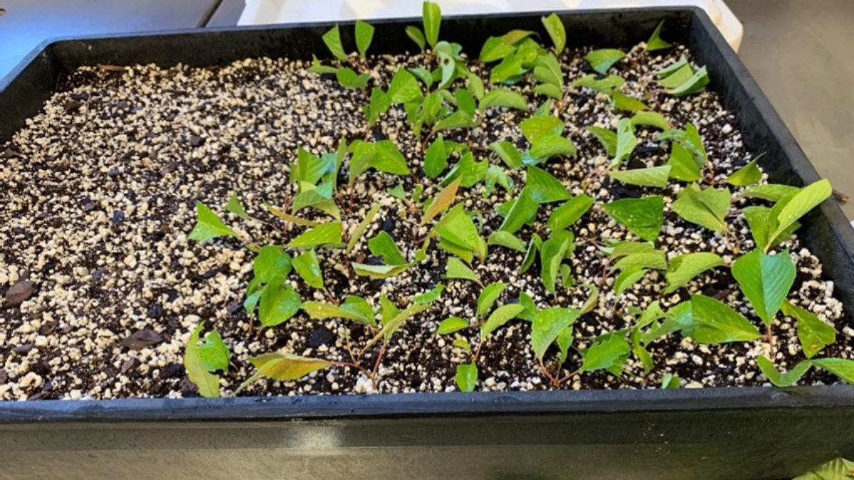 The little cherry tree that could: Stumpy clippings sprout into more ...