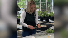 Horticulturist Piper Zettel prepares cuttings from the original Stumpy cherry tree to be propagated into new trees.