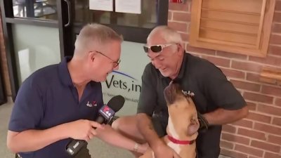 Local pets looking for forever homes during last weekend of Clear the Shelters