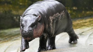 Two-month-old baby hippo Moo Deng walks at the Khao Kheow Open Zoo in Chonburi province, Thailand, Thursday, Sept. 19, 2024.