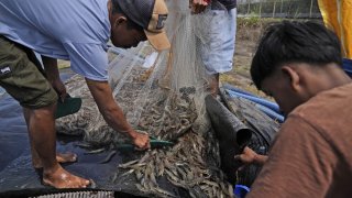 Shrimp farm workers