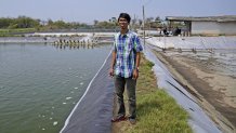 Yulius Cahyonugroho poses for a photo at his shrimp farm in Kebumen, Central Java, Indonesia, Tuesday, Sept. 24, 2024. (AP Photo/Dita Alangkara)