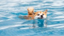 Japanese pet shiba inu swimming