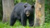 12-year-old fatally shoots black bear mauling his father in Wisconsin