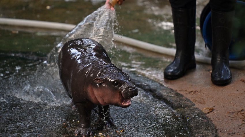 Moo Deng, a two-month-old female pygmy hippo