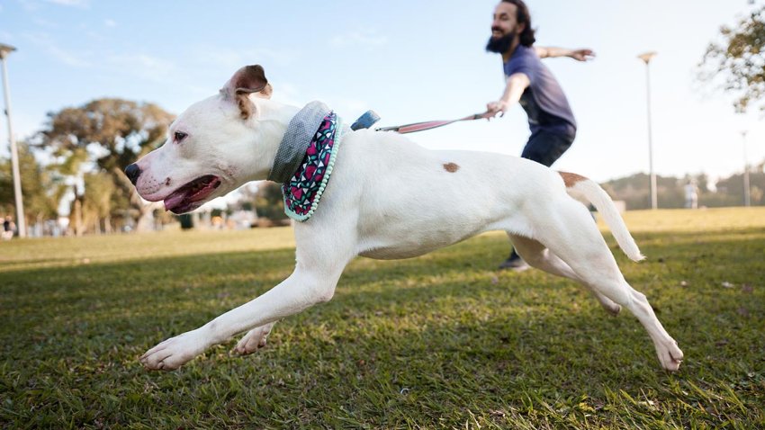 Dog lunging on leash in park with owner