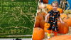 Taylor Swift corn maze, pumpkins, hay rides and more fall fun in Maryland and Virginia