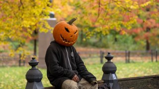 A man covering his head with Halloween pumpkin sits as trees’ leaves turns the colors of the autumn season at Central Park in New York, United States on October 30, 2023. 