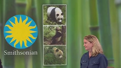 National Zoo conservation biologist talks pandas in the wild, in DC