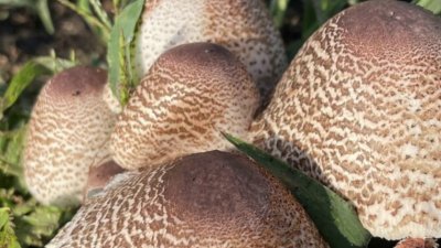 Science 4 Everyone: Why are there so many mushrooms after it rains?