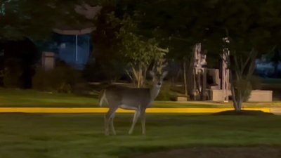 ‘Don't veer for deer': Road safety tips as deer-mating season begins