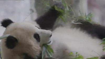 How one bamboo farm in Virginia is helping transition the pandas' diets