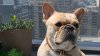 SF man addresses lawsuit alleging French bulldog died on Alaska Airlines flight