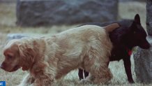 Dogs sniff around Congressional Cemetery in Washington D.C.