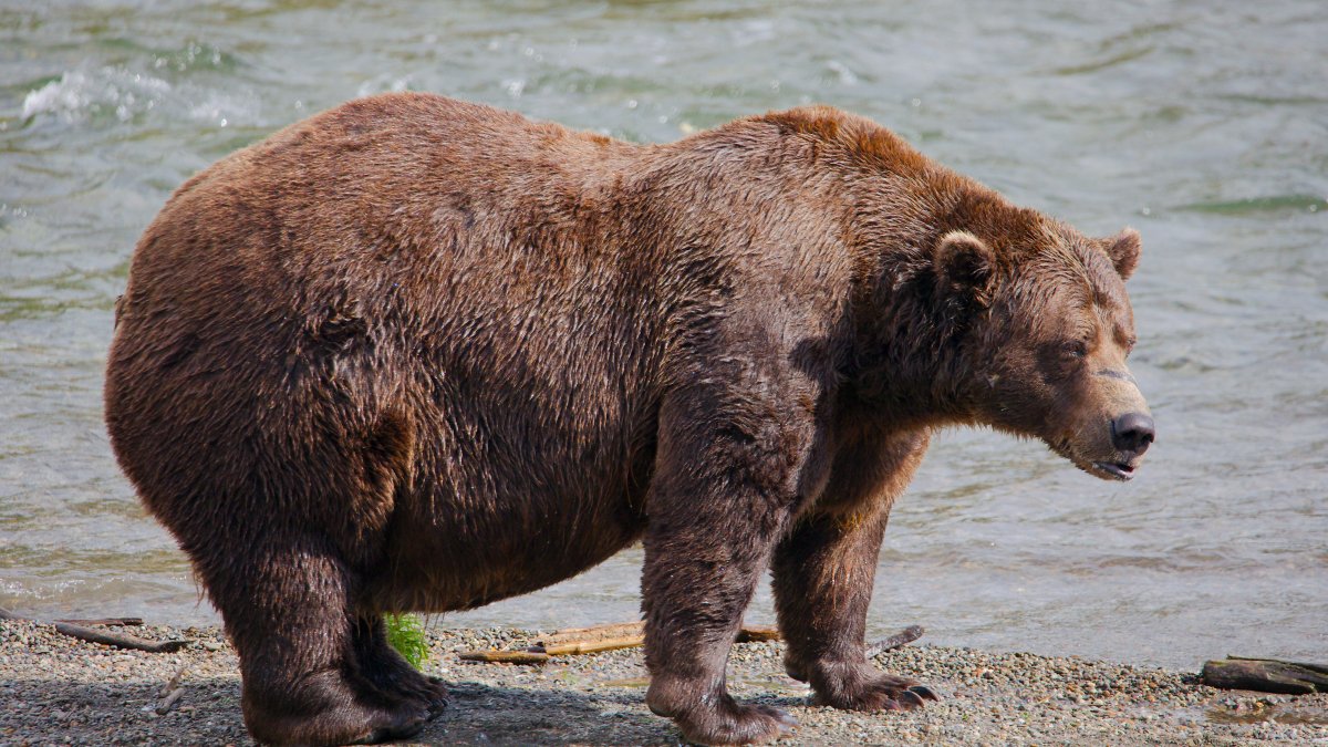 Online voting in Alaska’s Fat Bear Week contest starts NBC4 Washington