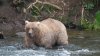 Grazer crushes bear that killed her cub to win Alaska's Fat Bear Week contest