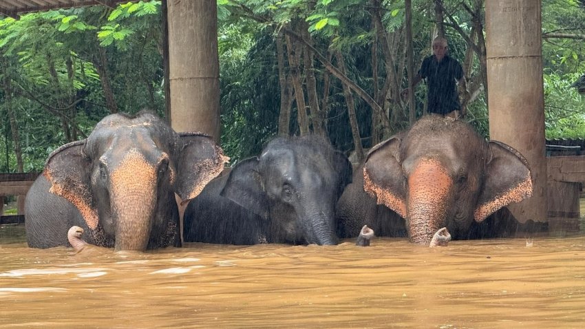 Elephants wading through floodwaters