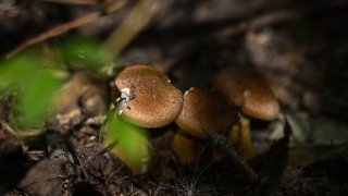 File.
Floccularia albolanaripes, a species of fungus in the family Agaricaceae grow in a wood located in SOuth of Edmonton, on September 14, 2023, in Edmonton, Alberta, Canada.