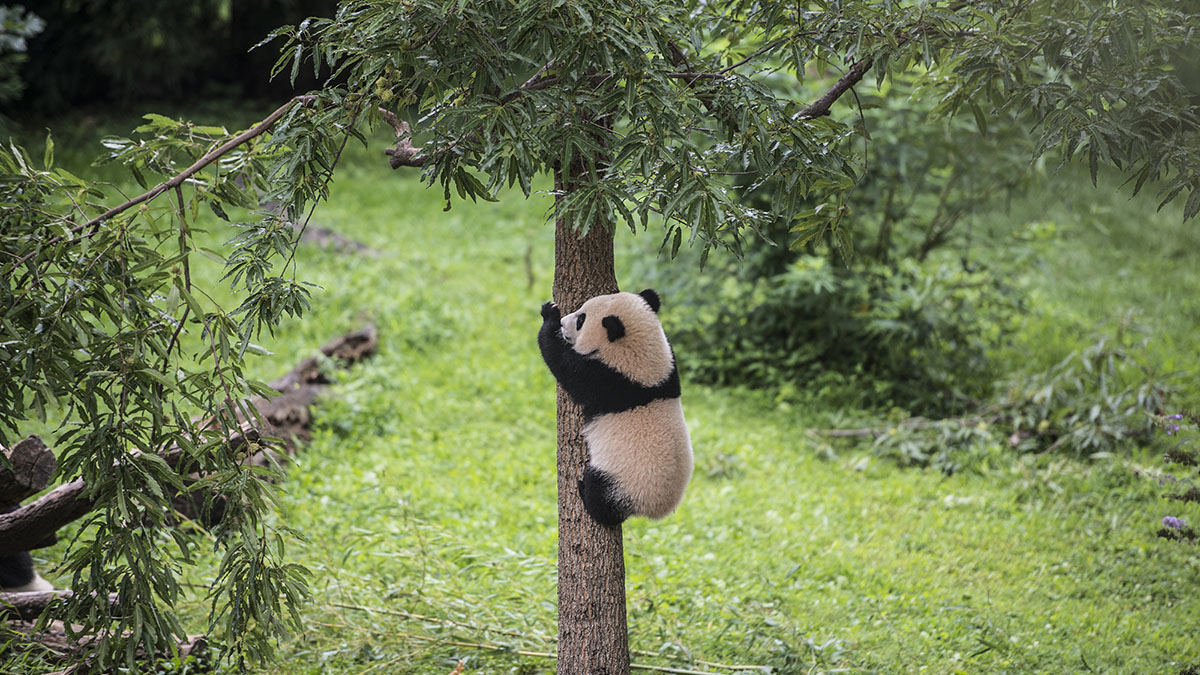 New DC panda Bao Li's mom was a star at the National Zoo, too