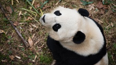 From 2017: Bao Bao looks up at a zookeeper who is going to give her a treat.