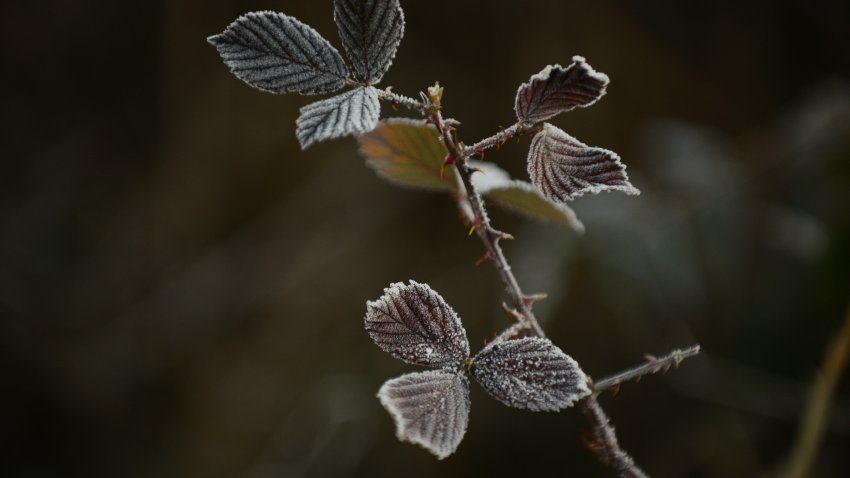 WASHINGTON, DC – DECEMBER 21: Morning dew covers the plants during a chilly morning with freezing temperatures on the first day of winter at the National Arboretum in Washington, D.C., December 21, 2017. (Photo by Astrid Riecken For The Washington Post via Getty Images)