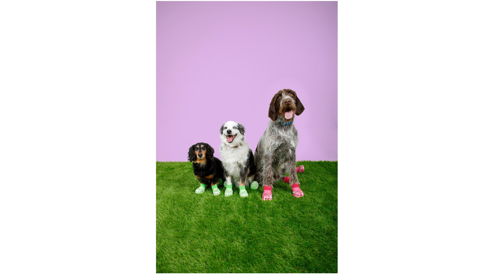 Crocs is releasing shoes for dogs and matching clogs for humans NBC4