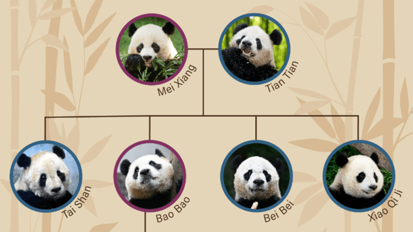 Bao Li’s grandparents, Mei Xiang and Tian Tian, arrived in D.C. in 2000 and lived at the National Zoo for nearly a quarter-century. Over the years, they welcomed the zoo’s first-ever surviving panda cubs.