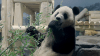 Giant panda pair now home at the National Zoo in DC, debuting in January