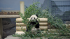 This Virginia bamboo farm is tasked with fueling DC's pandas