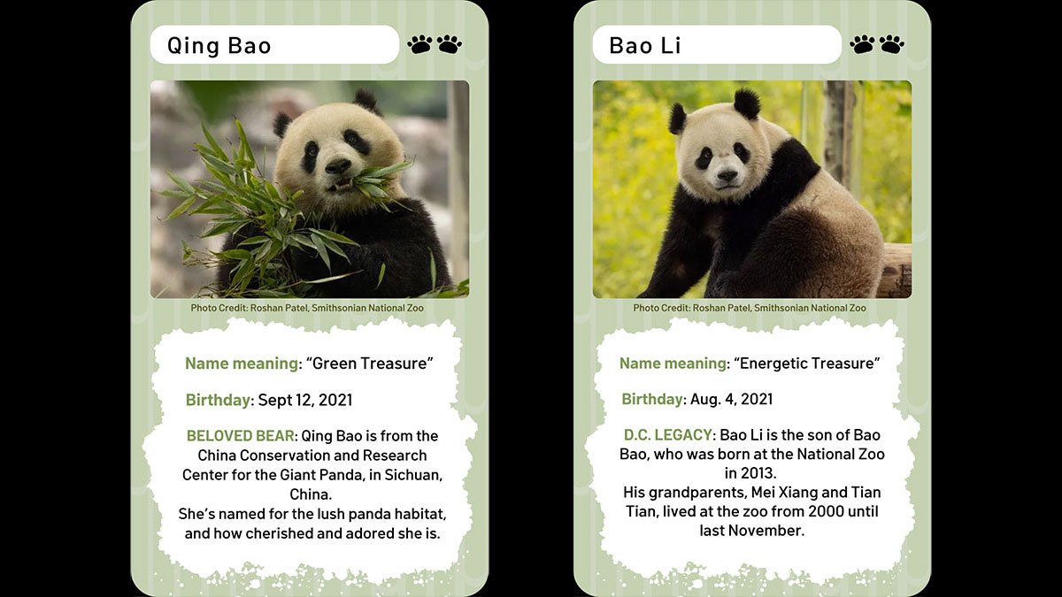 Dc Pander DC’s new pandas: When can you visit? – NBC4 Washington