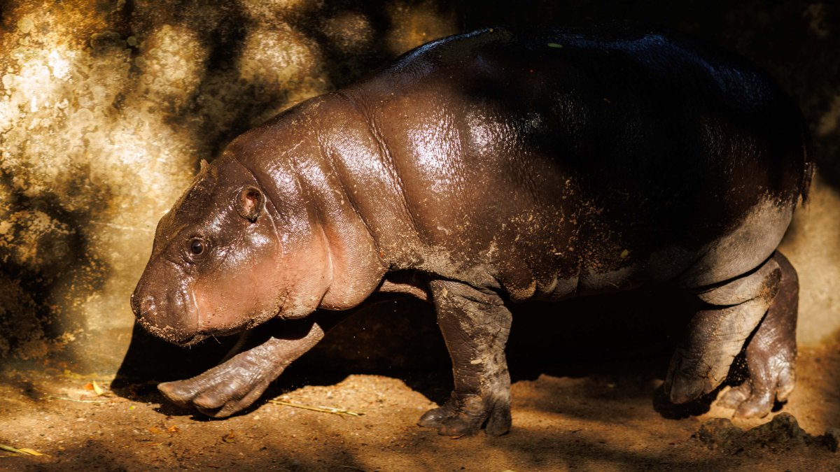 Thailand’s baby pygmy hippo Moo Deng has an official song – NBC4 Washington