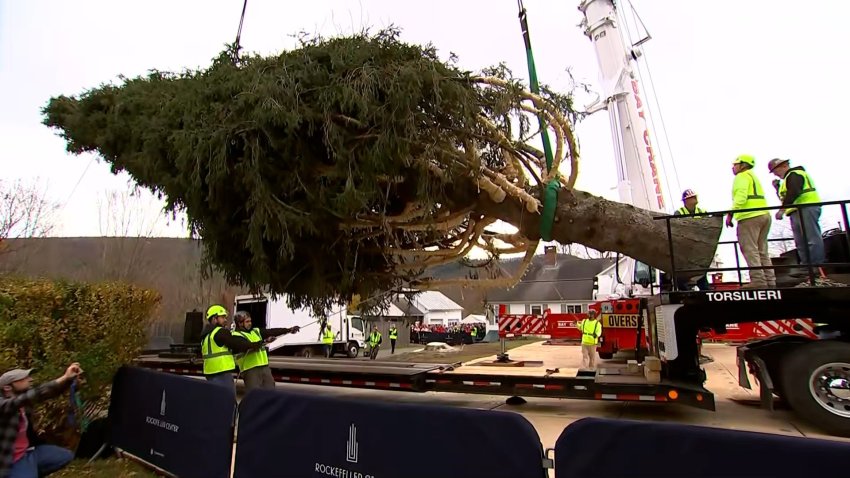 A large tree cut down