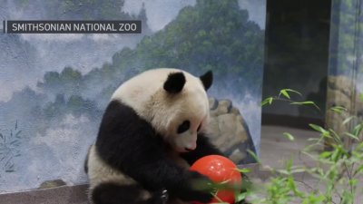 Pandas acclimating to new home at National Zoo