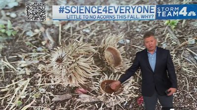 Science 4 Everyone: What determines how many acorns fall from trees?