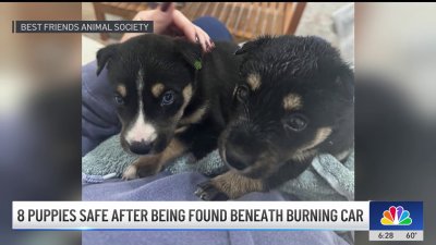 8 puppies found under burning car in Palmdale