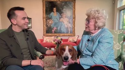 Georgetown American foxhound competes in National Dog Show