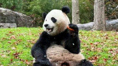 DC Zookeepers learn more about giant pandas' personalities