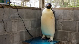 In this undated photo provided by the Department of Biodiversity, Conservation and Attractions, a male emperor penguin dubbed Gus, stands on a scale after being discovered on a beach near Denmark, Australia, on Nov. 1, 2024, thousands of kilometers from its normal habitat on Antarctica.