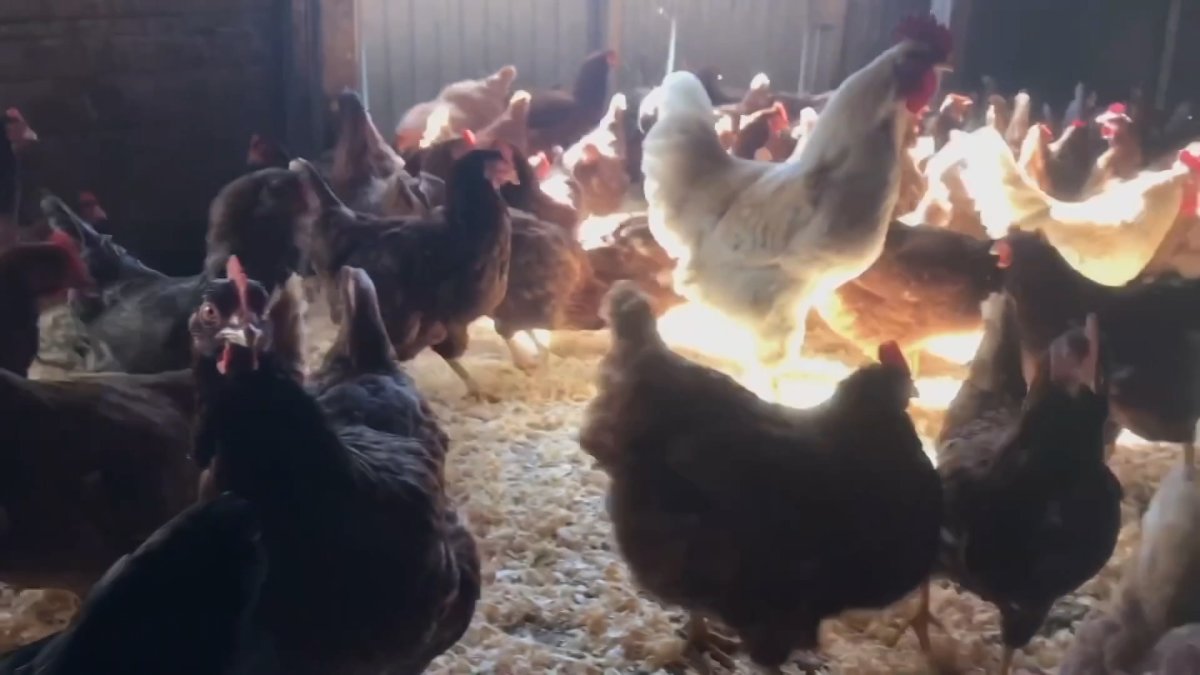 CDC confirms first H5N1 bird flu infection in child – NBC4 Washington