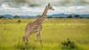 US officials push to add some giraffes to endangered species list