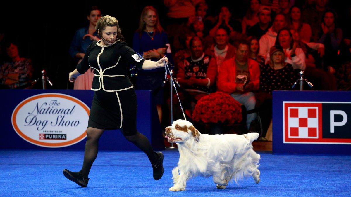 The National Dog Show 2024: How to watch, what to expect and more ...