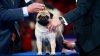 2024 National Dog Show: How winner Vito the pug made history