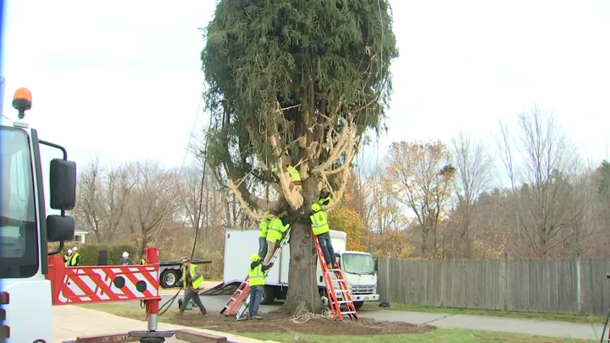 Watch Rockefeller Center Christmas tree get cut down NBC4 Washington