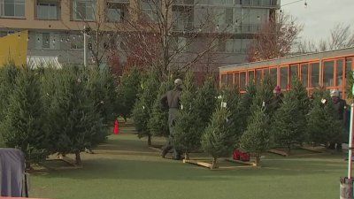 Where to get freebies when buying holiday trees in DMV